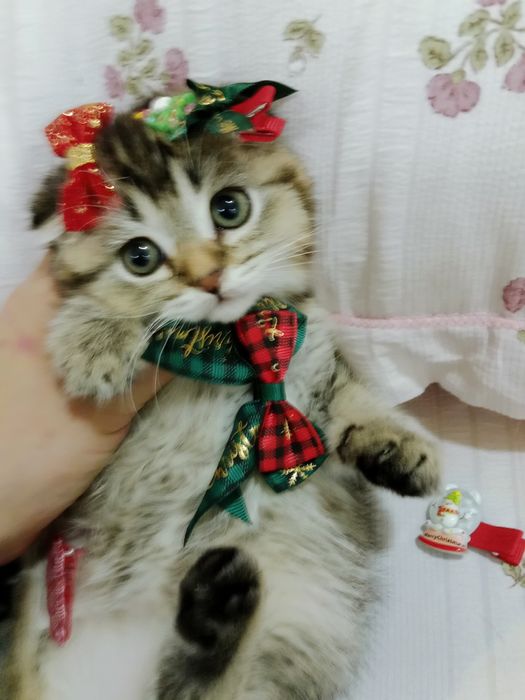 Роскошная Вислоухая девочка