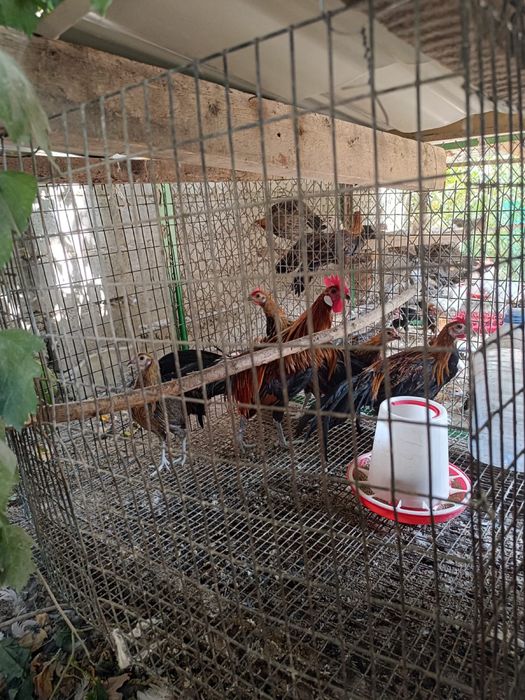 Фениксы (стандарт)