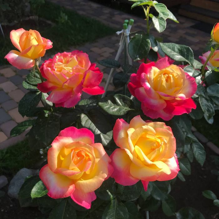 Shtamp atirgul ko'chatlla sotamiz