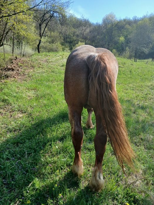 Vând harmăsar lucrat la pădure