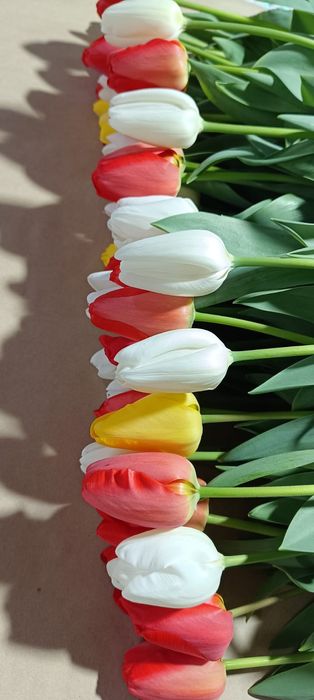 Тюльпаны оптом и в розницу