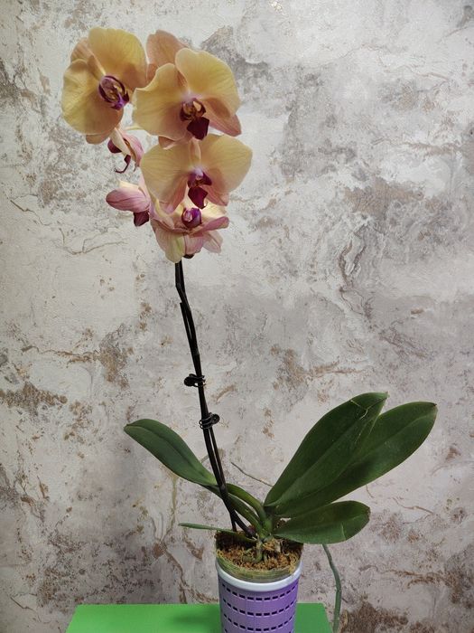 орхидеи по выгодной цене