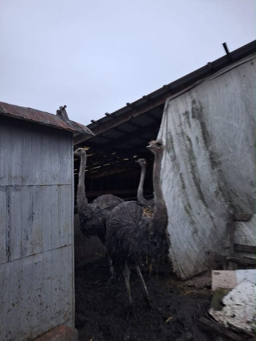 Strut+incubator+eclozor