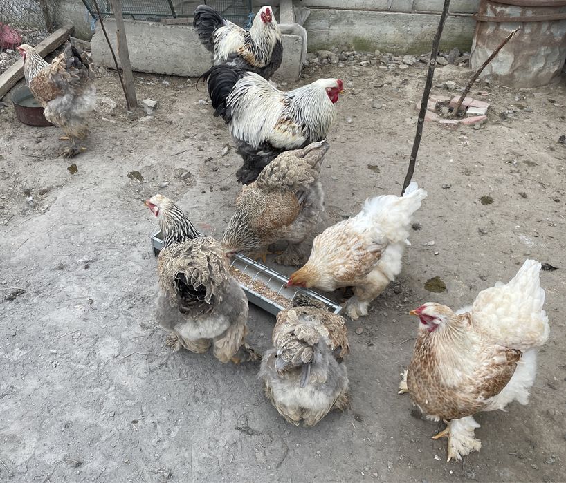 Ouă BRAHMA URIAȘ. Calitate superioară!!