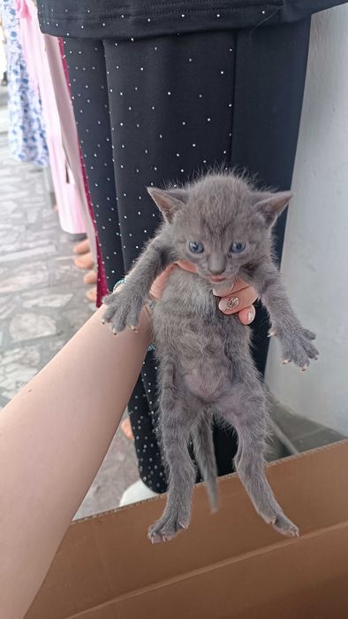 Малки красиви котенца