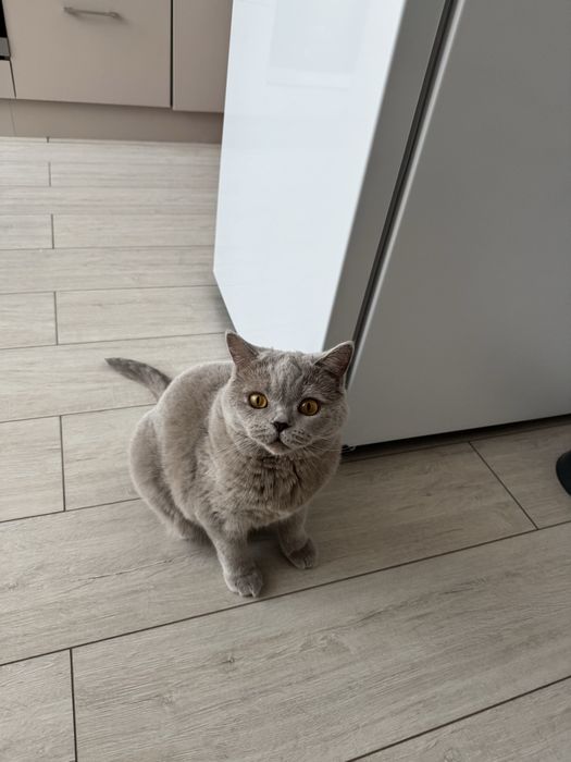отдам кота в хорошие руки