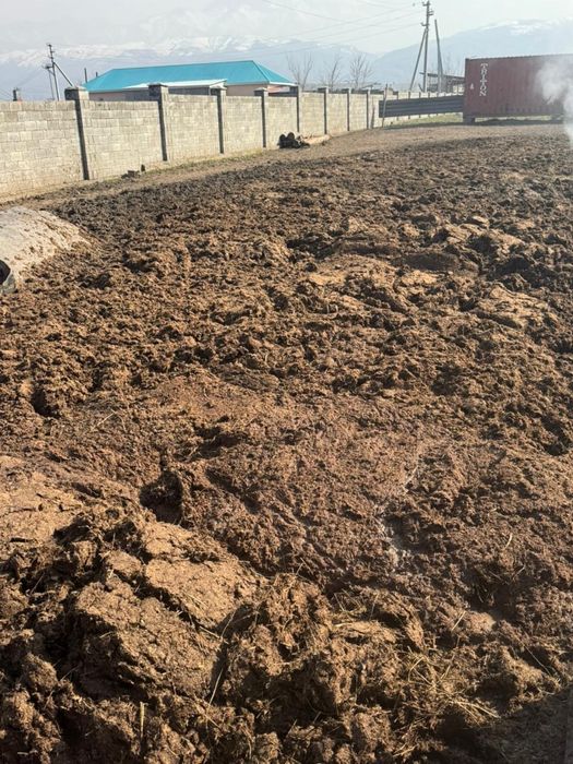 Навоз бесплатный