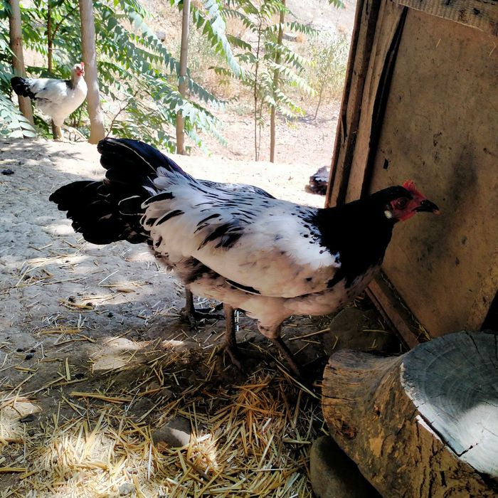 Adler jersi tovuq xoʻrozlar bor