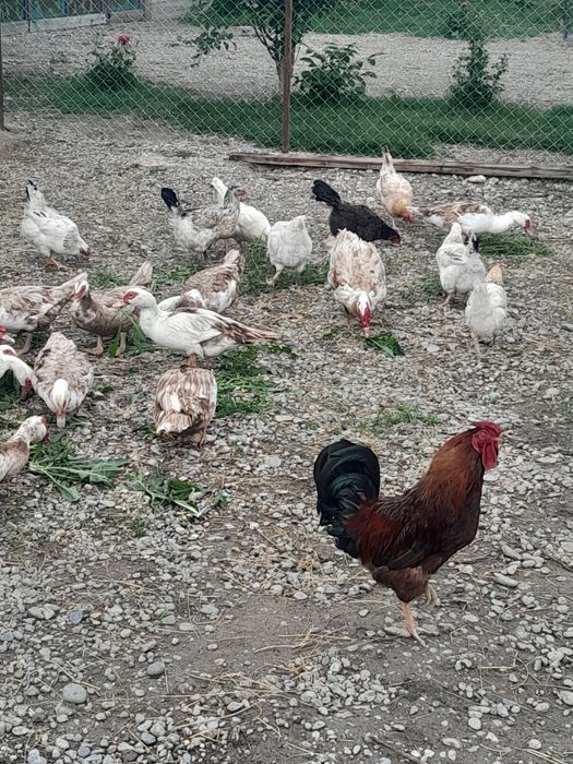 продаются куры и утки.