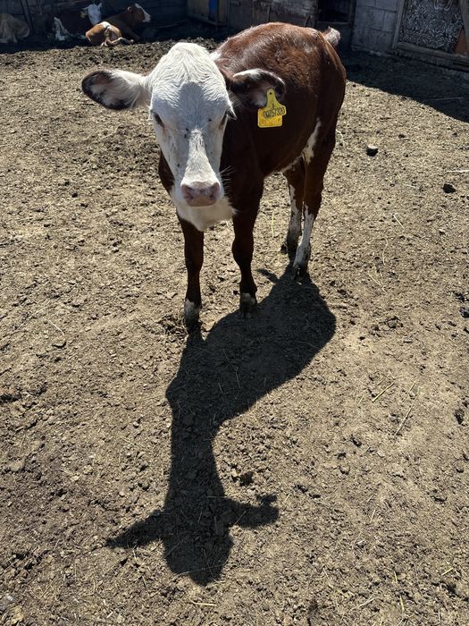 Продам телочек и бычков…… продам!