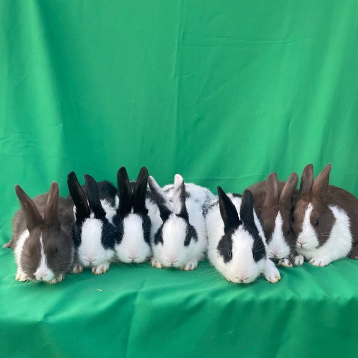 Кролики Голландский Панда Panda zotli Quyonlar