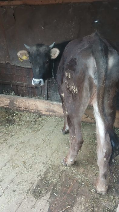 Продам      телку