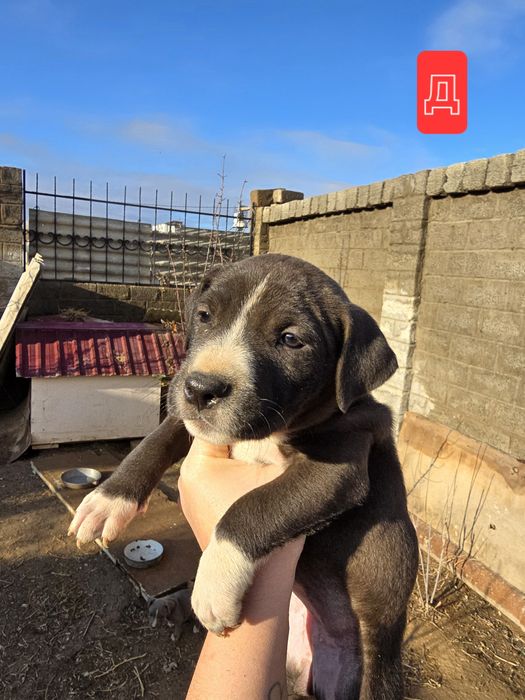 Продаются щенки питбуля