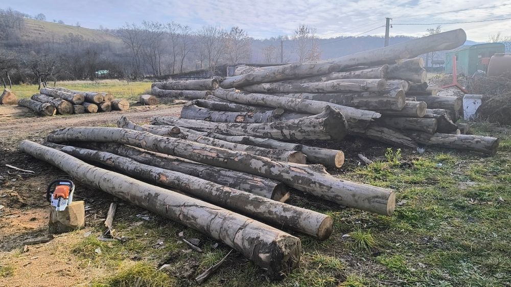 Tai și crap lemne de foc 100 lei m3