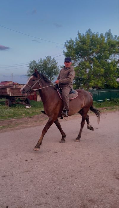 Продам кабылу трех летку инаходка жорға