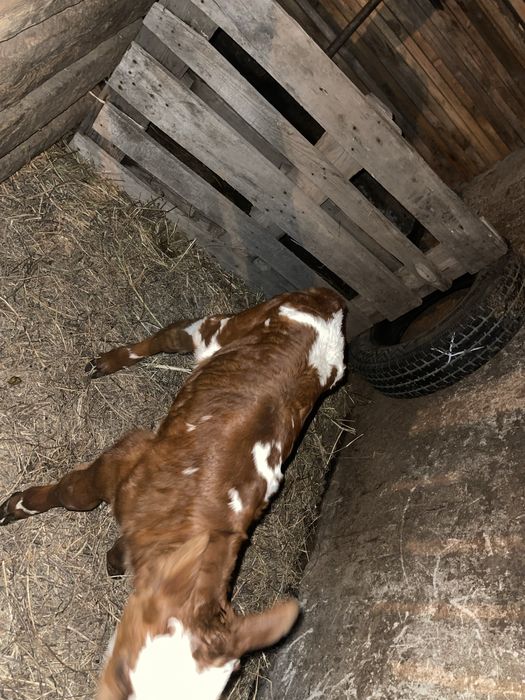 Сиыр сатылады жане бузау