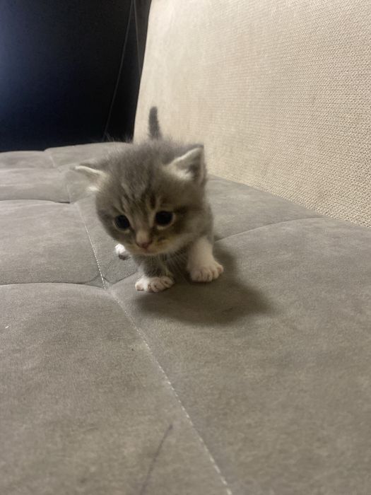 Zotli mushuklar sotiladi