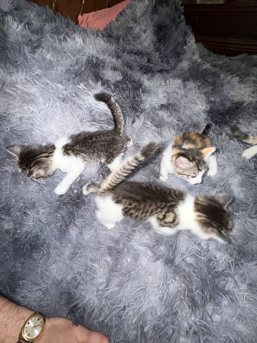 Отдам в добрые руки котят .