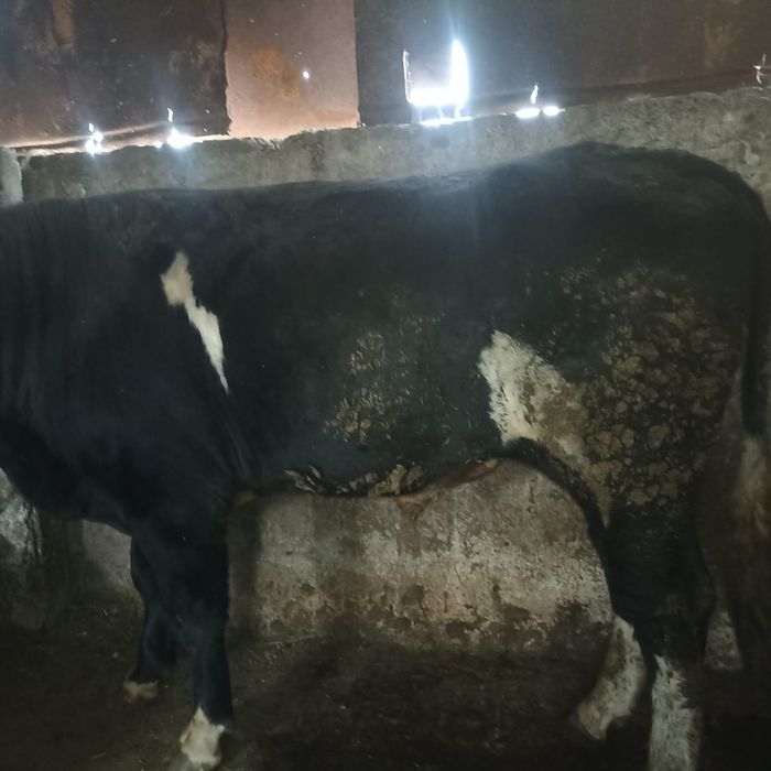 продам  2 быков  .