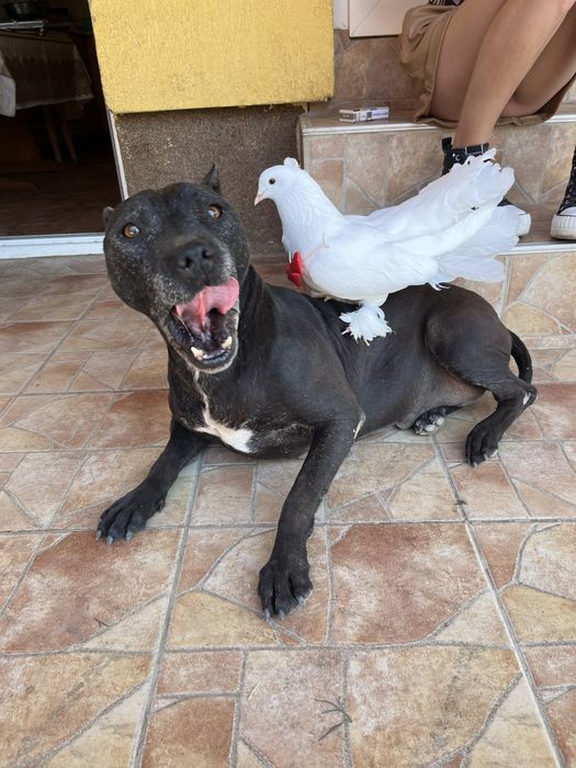 Porumbei indieni albi si negru + poste albe