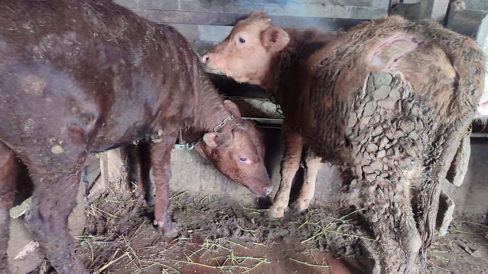 Бычки породистые