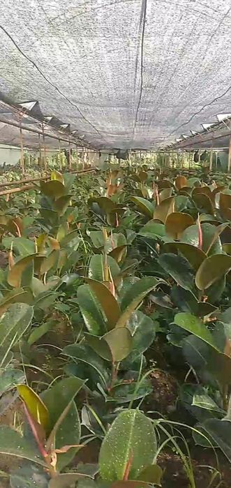 Фикусы Бенжамина