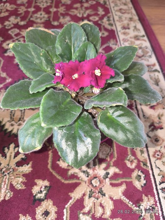 Продам комнатные цветы