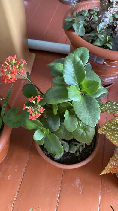 Комнатные цветы