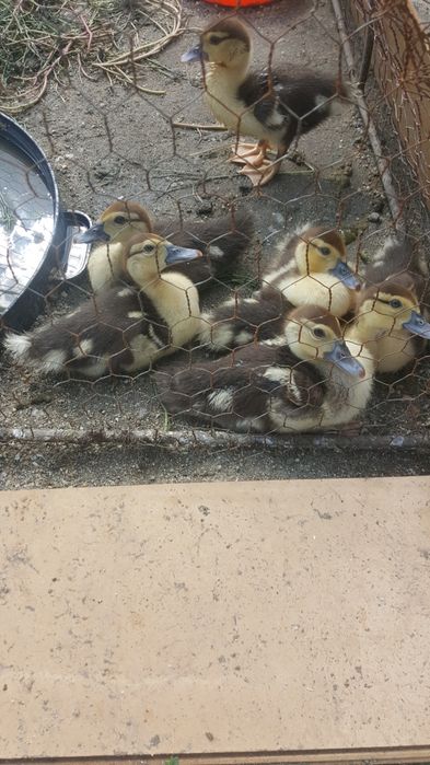 Ratuste lese diferite mărimi