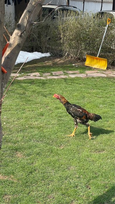 Сентябрскии петушки