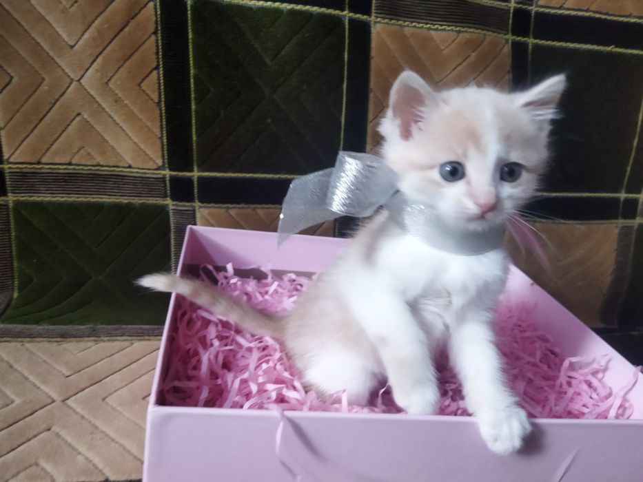 Котята в хорошие руки!
