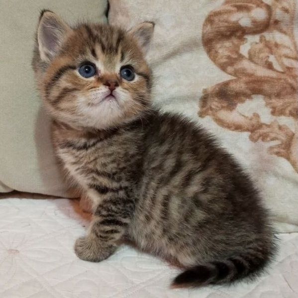 Продаётся чудный мальчик скотишстрайт, шиншилла золотой табби.