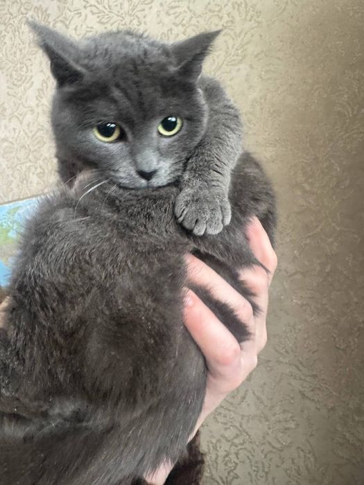 Отдам кошку бесплатно