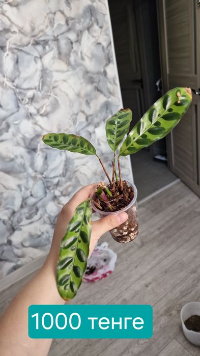 комнатные цветы продаются