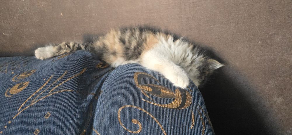 Бесплатно. Котёнок