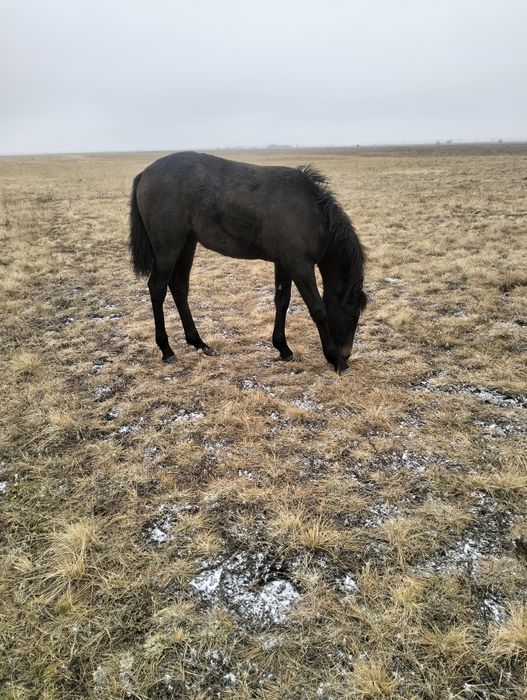 Продам жеребят от орловского жеребца