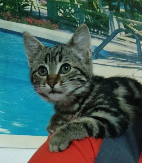 Бенгальский котёнок, девочка 2.5 месяца.