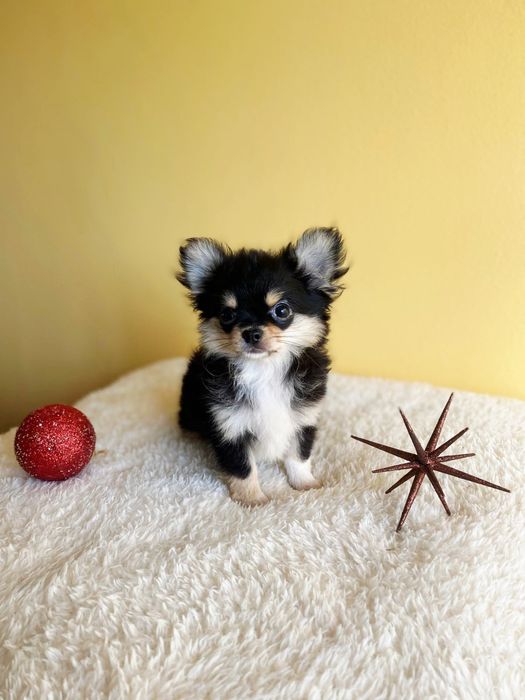 Дългокосместо чихуахуа