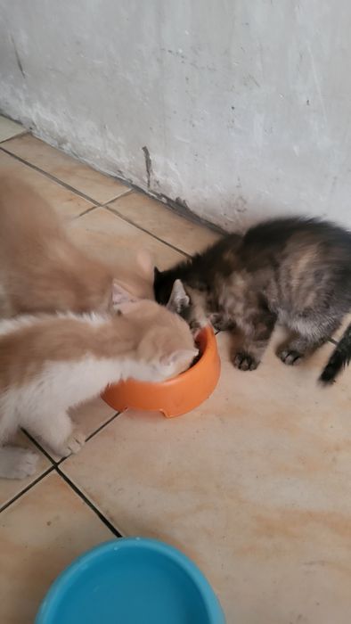 Отдам котят! В добрые руки