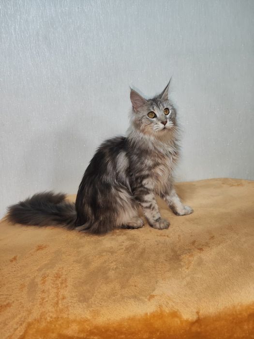 Кошечка  Мейн-кун