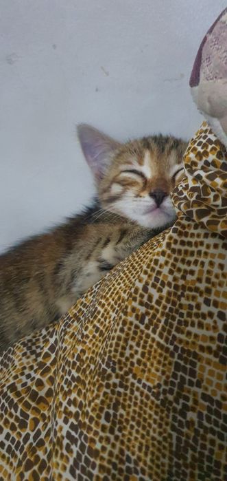 Красивый котёнок