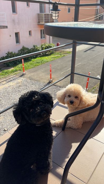 Caniche/poodle mini negru