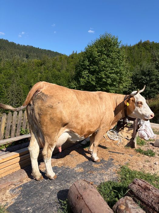 Vând vaca cu vitea