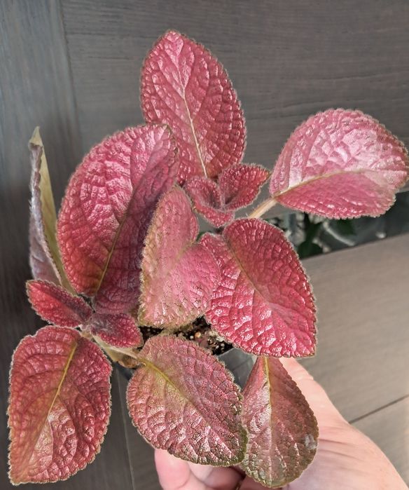 Комнатные цветы неприхотливые