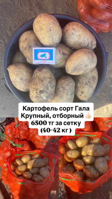 ПРОДАМ Картофель сорт Гала !