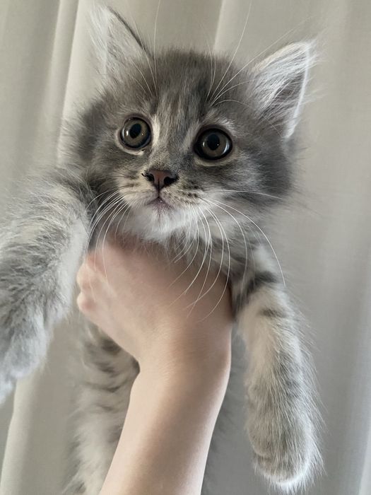 продам котят, вислоухие шотладцы