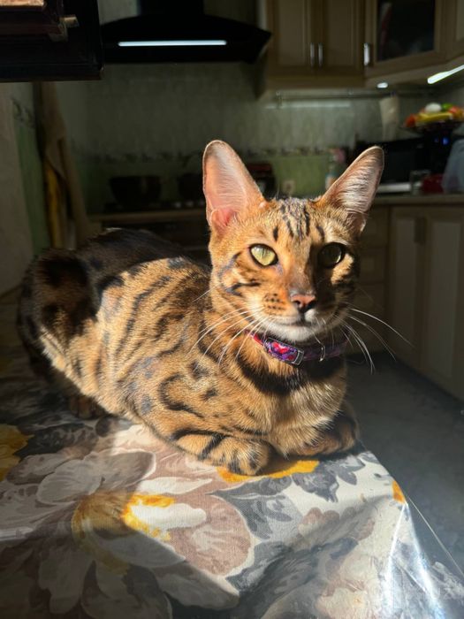 Бенгалская кошка