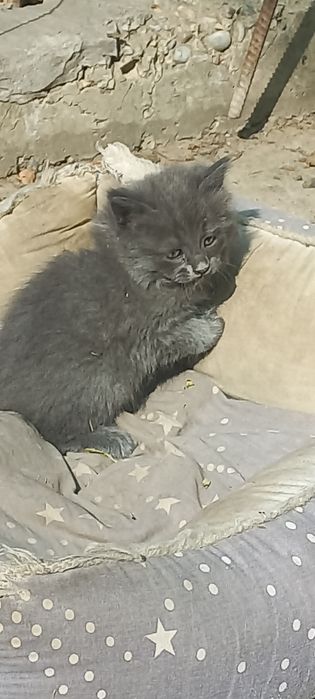 Котята очень красивые