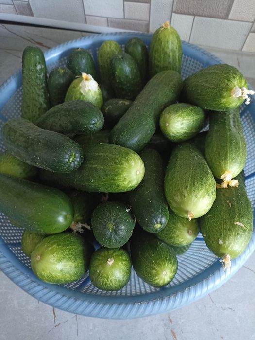 Продам домашние огурцы