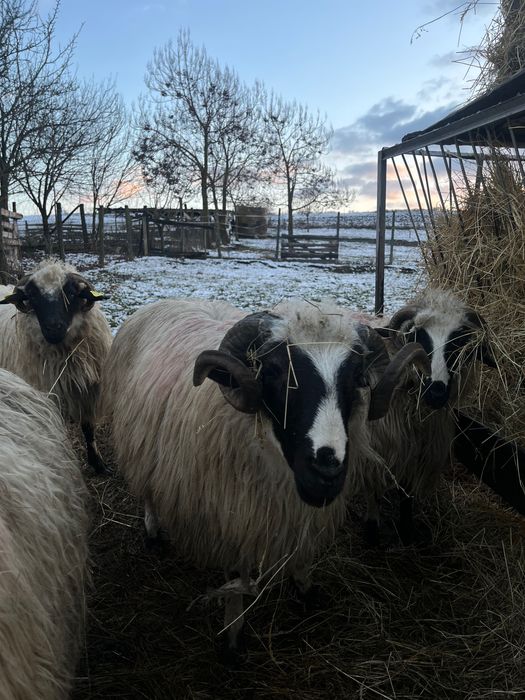 3 berbecuți noatini